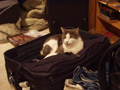 liam in suitcase.jpg